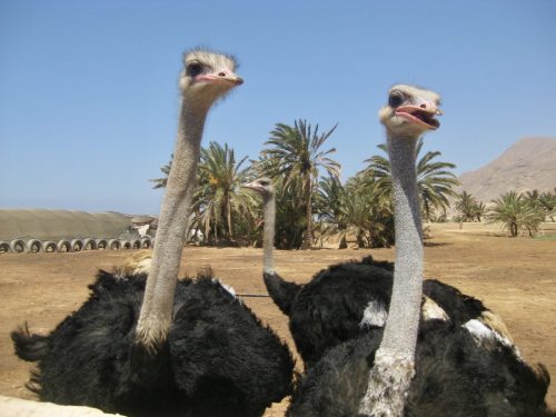 Шарм-эш-Шейх